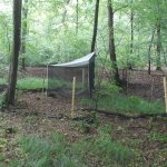 Trappola Malaise nel Bosco della Partecipanza - Foto U. Maritano 